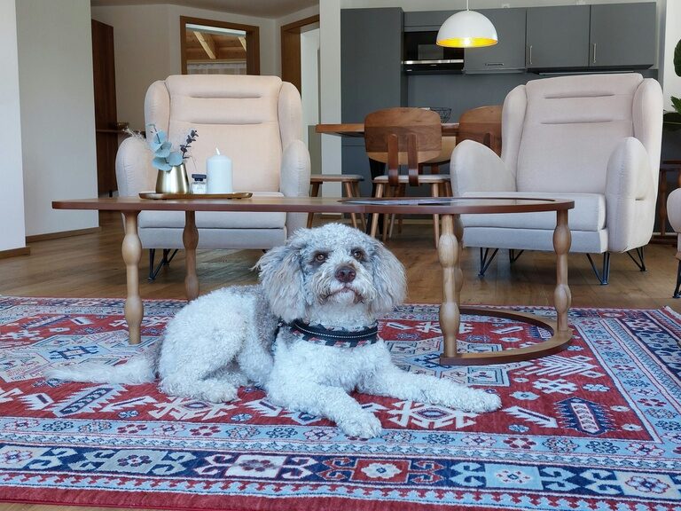 Ein Hund liegt friedlich auf dem Boden in den Bader-Suites in Garmisch-Partenkirchen.